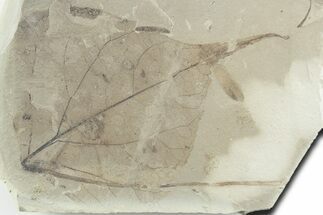 Eocene Fossil Leaf (Populus & Mimosites) Plate - Utah #356145