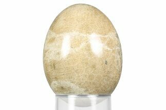 Polished Oligocene Fossil Coral Egg - Philippines #356299