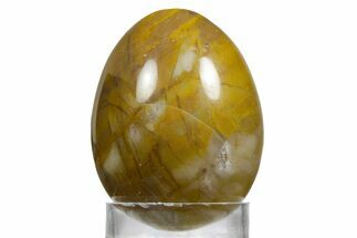 Polished Yellow Petrified Wood Egg - Arizona #356273