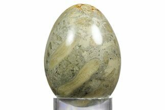 Polished Oligocene Fossil Coral Egg - Philippines #356292