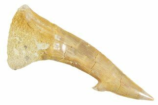 Fossil Sawfish (Onchopristis) Rostral Barb - Morocco #356409