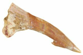 Fossil Sawfish (Onchopristis) Rostral Barb - Morocco #356442