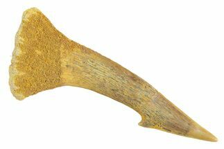 Fossil Sawfish (Onchopristis) Rostral Barb - Morocco #356456