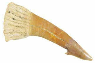 Bargain, Fossil Sawfish (Onchopristis) Rostral Barb - Morocco #356461
