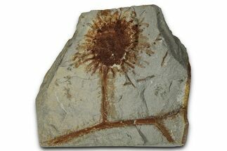 Paleocene Fossil Infructescence (Macginicarpa) - Montana #356553