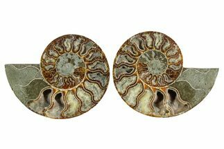 Cut & Polished Crystal-Filled Ammonite Fossil - Madagascar #354115