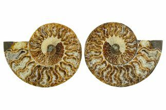 Cut & Polished Crystal-Filled Ammonite Fossil - Madagascar #354116