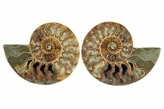 Cut & Polished Crystal-Filled Ammonite Fossil - Madagascar #354117