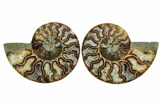 Cut & Polished Crystal-Filled Ammonite Fossil - Madagascar #354146
