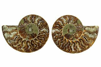 Cut & Polished Crystal-Filled Ammonite Fossil - Madagascar #354148