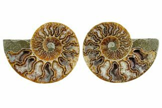 Cut & Polished Crystal-Filled Ammonite Fossil - Madagascar #354149