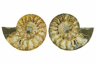 Cut & Polished Crystal-Filled Ammonite Fossil - Madagascar #354151