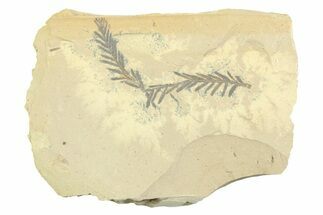 Shale With Dawn Redwood (Metasequoia) Fossils - Montana #356482