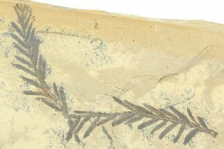 Shale With Dawn Redwood (Metasequoia) Fossils - Montana #356482