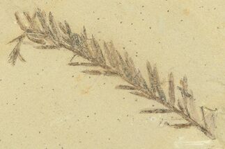 Shale With Dawn Redwood (Metasequoia) Fossils - Montana #356486