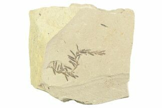 Shale With Dawn Redwood (Metasequoia) Fossils - Montana #356496