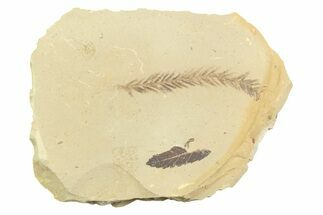 Shale with Oak and Dawn Redwood Fossils - Montana #356497