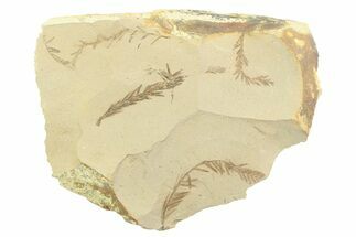 Shale With Dawn Redwood (Metasequoia) Fossils - Montana #356511