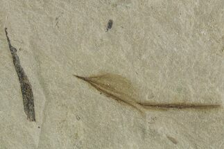 Detailed Fossil Feather - Green River Formation, Utah #356572