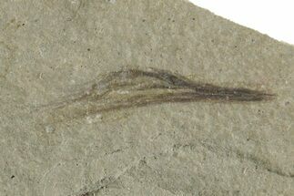 Detailed Fossil Feather - Green River Formation, Utah #356573