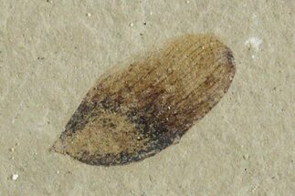 Fossil Samara (Winged Seed) - Green River Formation, Utah #356597