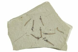 Crane Fly (Tipulidae) Mortality Plate - Green River Formation #356622