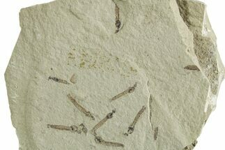 Crane Fly (Tipulidae) Mortality Plate - Green River Formation #356623