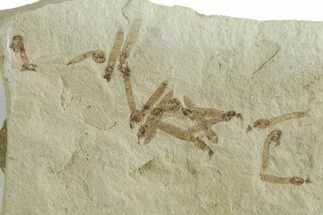 Crane Fly (Tipulidae) Mortality Plate - Green River Formation #356624