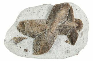 Twinned Staurolite Cross In Glittering Mica-Schist - Russia #356591