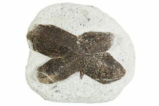 Buy Staurolite