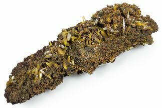 Pyramidal Wulfenite Crystals On Matrix - Ojuela Mine, Mexico #356691