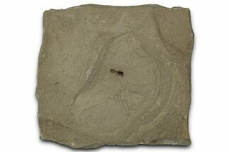Detailed Fossil Ant - Green River Formation #356661