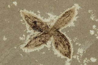 Detailed Fossil Flower - Green River Formation, Utah #356668