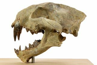 False Saber-Toothed Cat (Dinictis) Skull - South Dakota #356723
