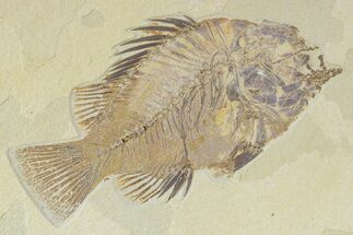 Detailed Fossil Fish (Priscacara) - Wyoming #356735