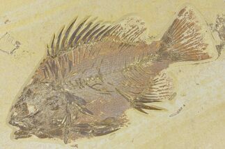 Detailed Fossil Fish (Priscacara) - Wyoming #356738