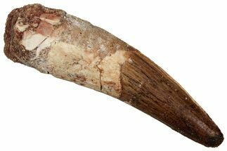 Fossil Spinosaurus Tooth - Real Dinosaur Tooth #356775