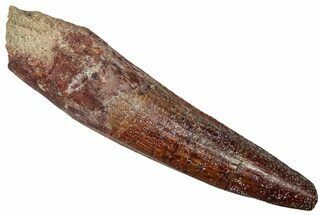 Fossil Spinosaurus Tooth - Real Dinosaur Tooth #356784