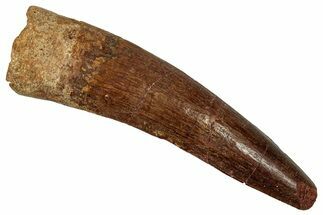 Fossil Spinosaurus Tooth - Real Dinosaur Tooth #356790