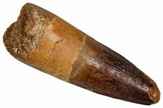 Fossil Spinosaurus Tooth - Real Dinosaur Tooth #356794
