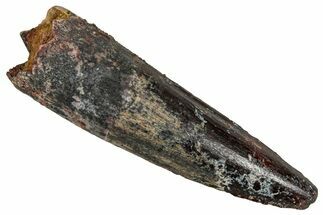 Fossil Spinosaurus Tooth - Real Dinosaur Tooth #356802