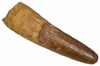 Fossil Spinosaurus Tooth - Real Dinosaur Tooth #356808
