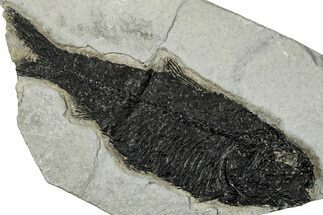 Detailed Fossil Fish (Knightia) - Wyoming #356817