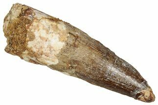 Fossil Spinosaurus Tooth - Real Dinosaur Tooth #356819