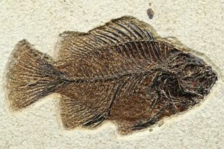 Detailed Fossil Fish (Cockerellites) - Wyoming #356736