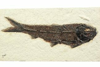 Detailed Fossil Fish (Knightia) - Large For Species #356741
