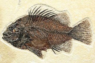 Detailed Fossil Fish (Cockerellites) - Wyoming #356742