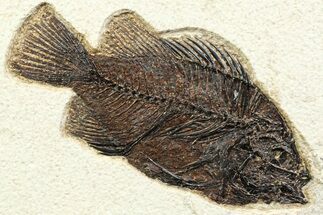 Detailed Fossil Fish (Cockerellites) - Wyoming #356751