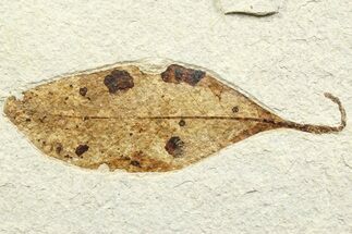 Detailed Eocene Fossil Leaf (Allophylus) - Green River Formation #356754