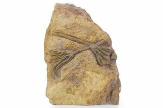 Two Ordovician-Aged Fossil Crinoids - Marzane, Morocco #356827
